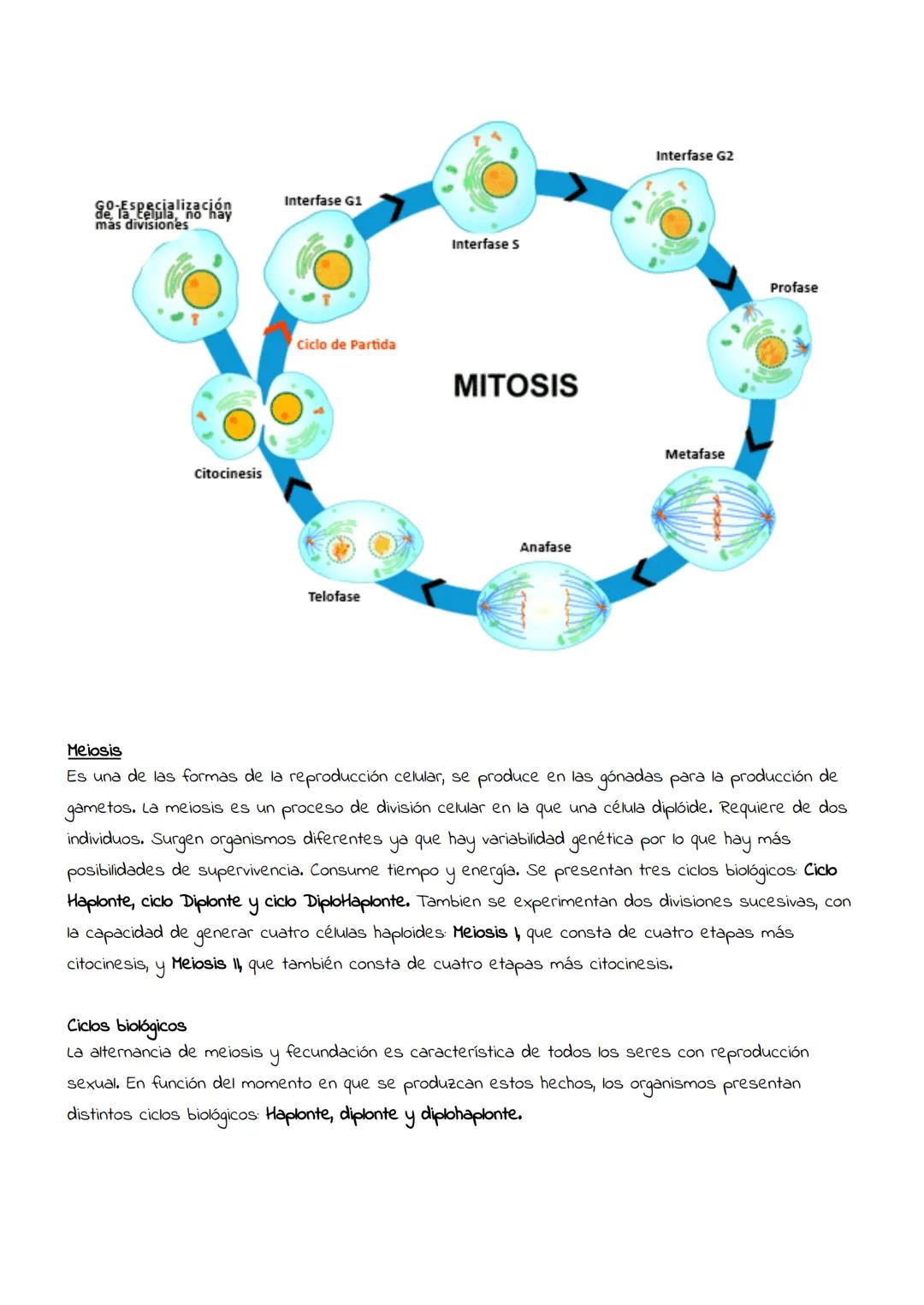 # Reproducción

# celular:

# Mitosis

# y

# meiosis # Reproducción celular

Es el proceso por el que una célula (llamada célula madre) da 