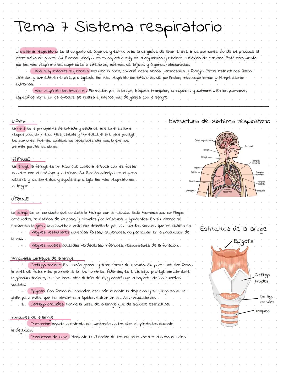 El Sistema Respiratorio y su Función