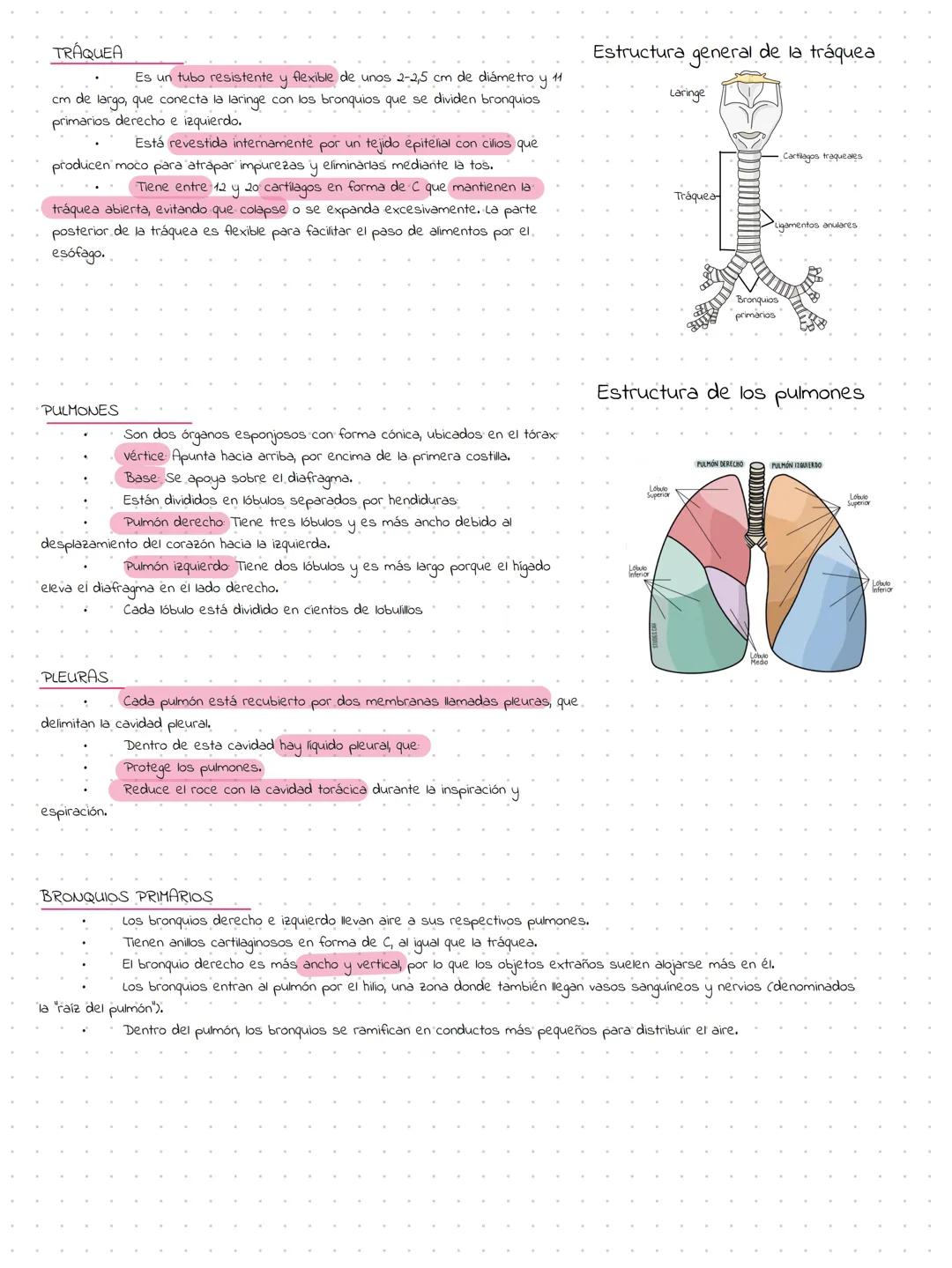 # Tema 7 Sistema respiratorio
El sistema respiratorio es el conjunto de órganos y estructuras encargados de llevar el aire a los pulmones, d