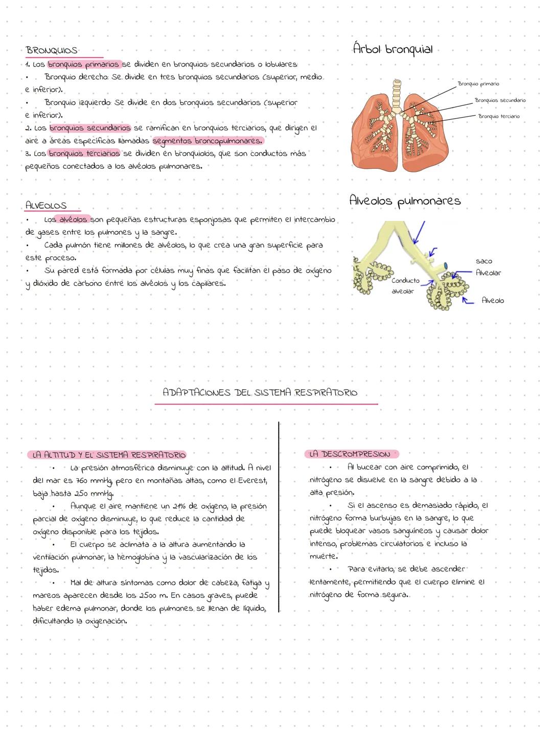 # Tema 7 Sistema respiratorio
El sistema respiratorio es el conjunto de órganos y estructuras encargados de llevar el aire a los pulmones, d