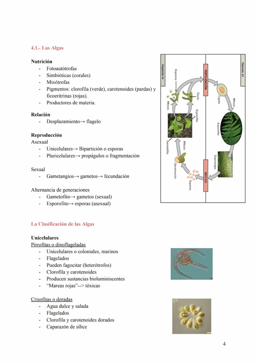 T-6: La Clasificación de la Vida
1. Cómo se clasifican los seres vivos
Para estudiar todas las especies conviene clasificarlas de una manera