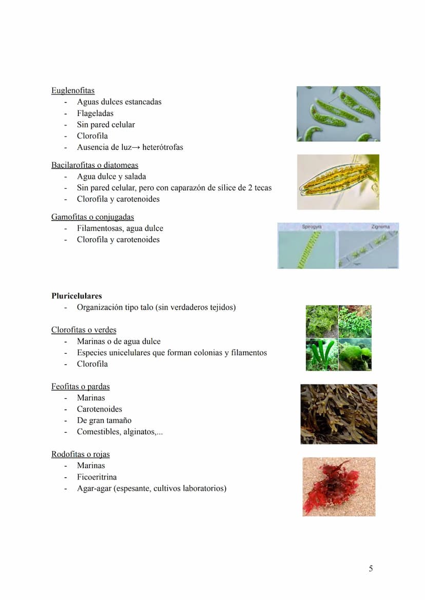 T-6: La Clasificación de la Vida
1. Cómo se clasifican los seres vivos
Para estudiar todas las especies conviene clasificarlas de una manera