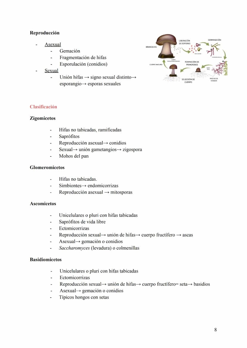 T-6: La Clasificación de la Vida
1. Cómo se clasifican los seres vivos
Para estudiar todas las especies conviene clasificarlas de una manera