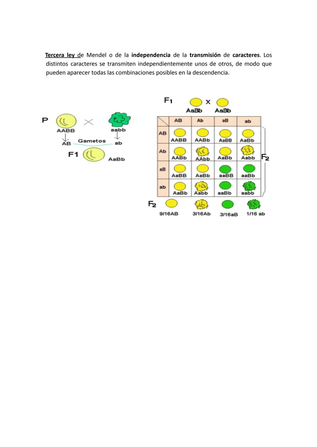Modelo
Educativo
Zola

Colegios Zola
Las Rozas

UD 3. LA GENÉTICA Y SU HERENCIA

KY

OBJETIVOS

1. Reconocer el avance de la genética como b