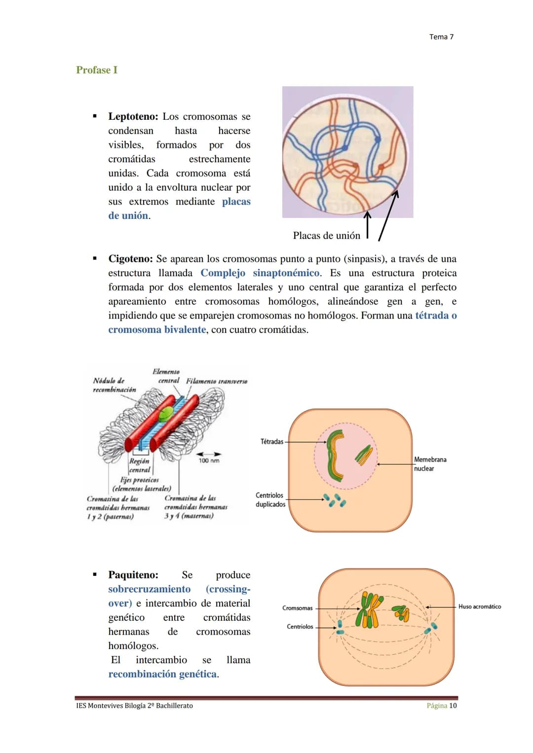 Tema 7 Reproducción Celular
I.
Ciclo Celular
El ciclo celular es un conjunto ordenado de sucesos que conducen al crecimiento de
la célula y 