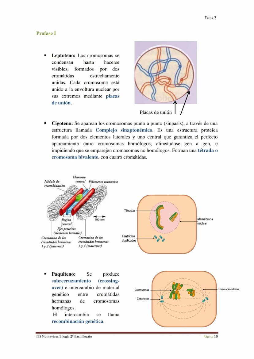 Tema 7 Reproducción Celular
I.
Ciclo Celular
El ciclo celular es un conjunto ordenado de sucesos que conducen al crecimiento de
la célula y 