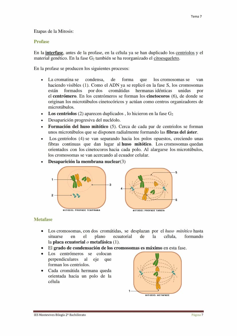 Tema 7 Reproducción Celular
I.
Ciclo Celular
El ciclo celular es un conjunto ordenado de sucesos que conducen al crecimiento de
la célula y 