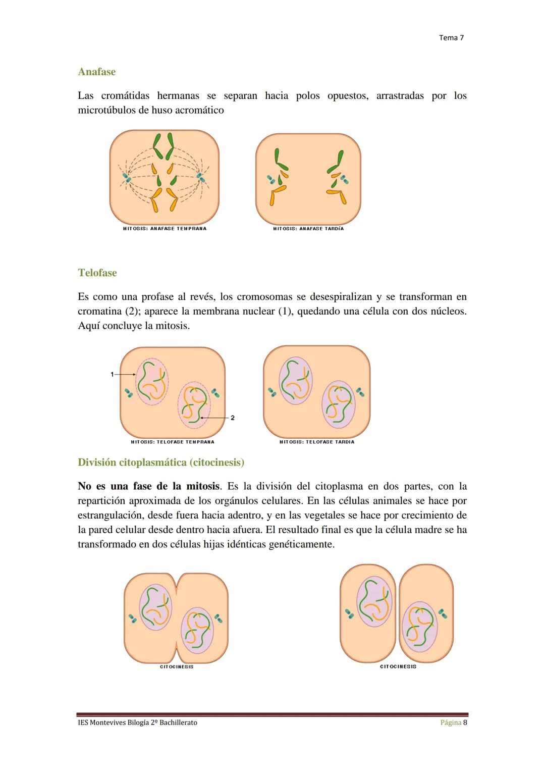 Tema 7 Reproducción Celular
I.
Ciclo Celular
El ciclo celular es un conjunto ordenado de sucesos que conducen al crecimiento de
la célula y 