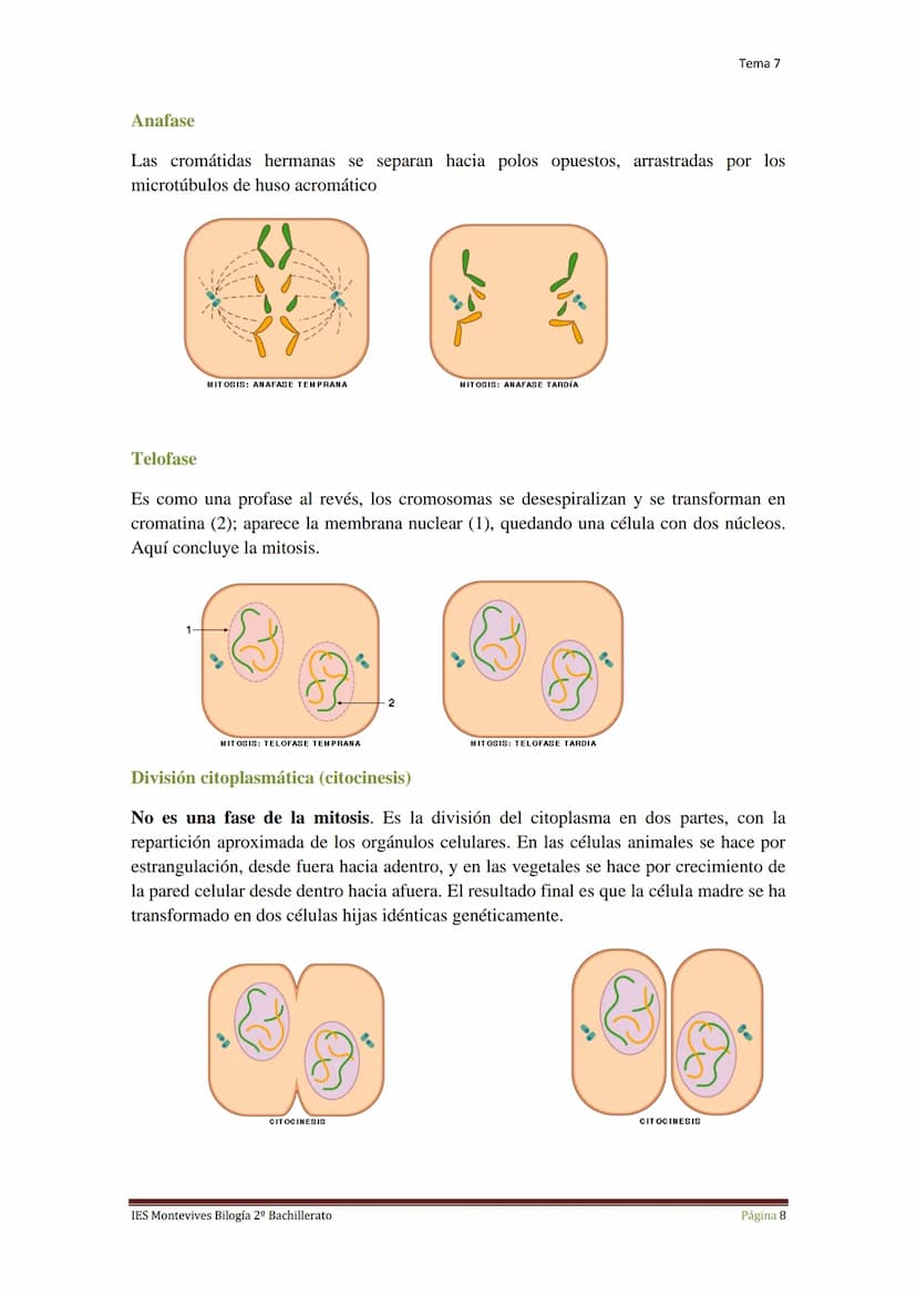 Tema 7 Reproducción Celular
I.
Ciclo Celular
El ciclo celular es un conjunto ordenado de sucesos que conducen al crecimiento de
la célula y 