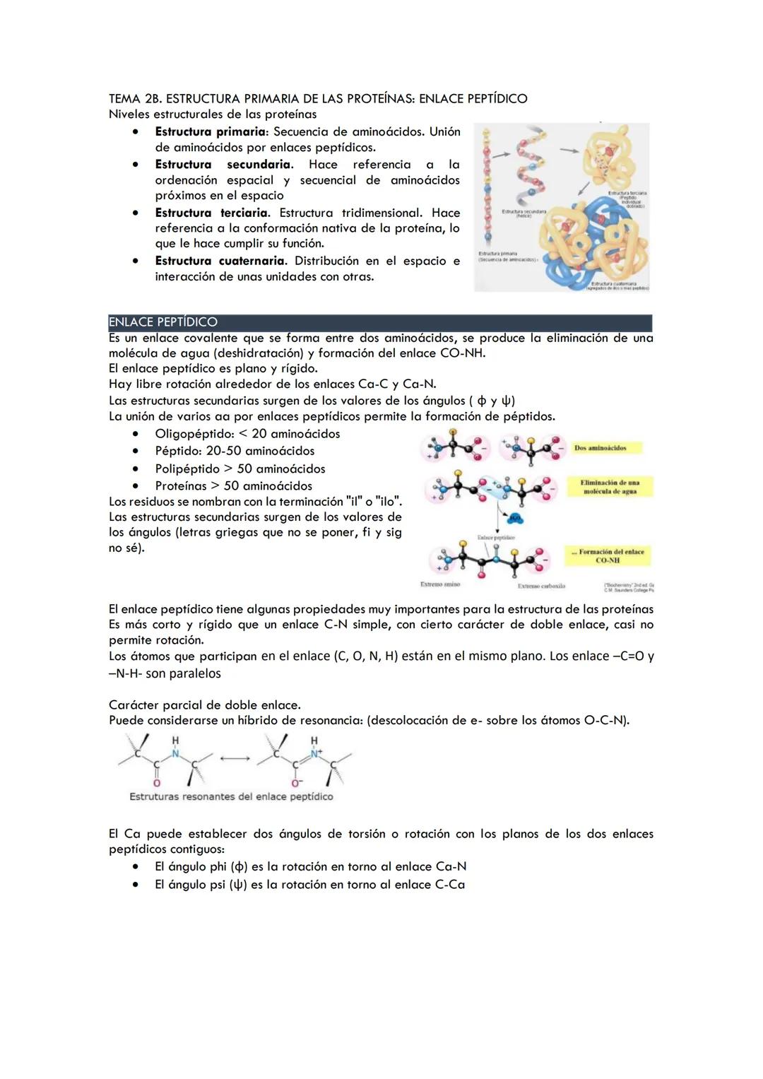 TEMA 2B. ESTRUCTURA PRIMARIA DE LAS PROTEÍNAS: ENLACE PEPTÍDICO
Niveles estructurales de las proteínas
●
●
●
Estructura primaria: Secuencia 