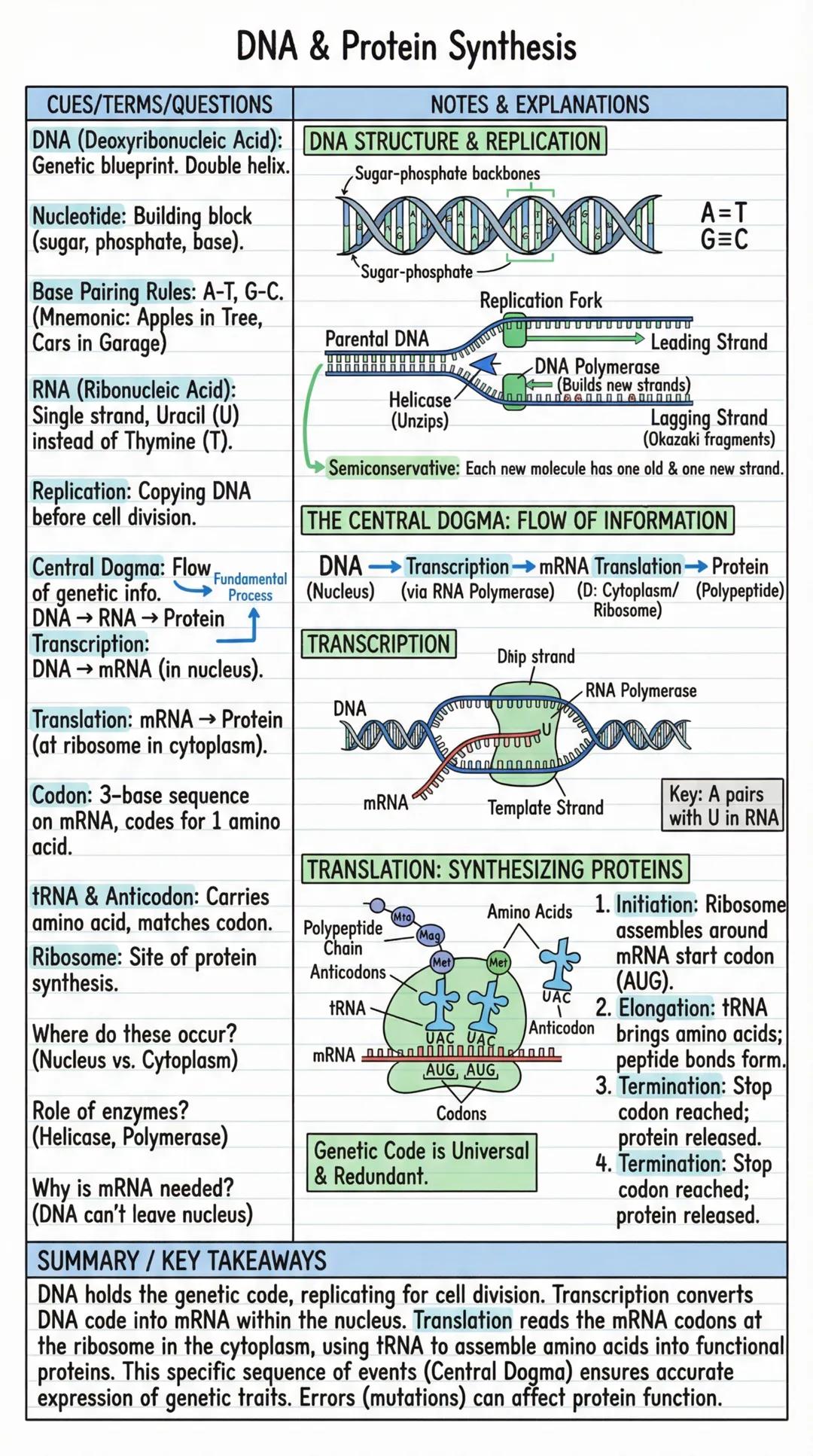 # DNA & Protein Synthesis

CUES/TERMS/QUESTIONS
NOTES & EXPLANATIONS

DNA (Deoxyribonucleic Acid): DNA STRUCTURE & REPLICATION
Genetic bluep