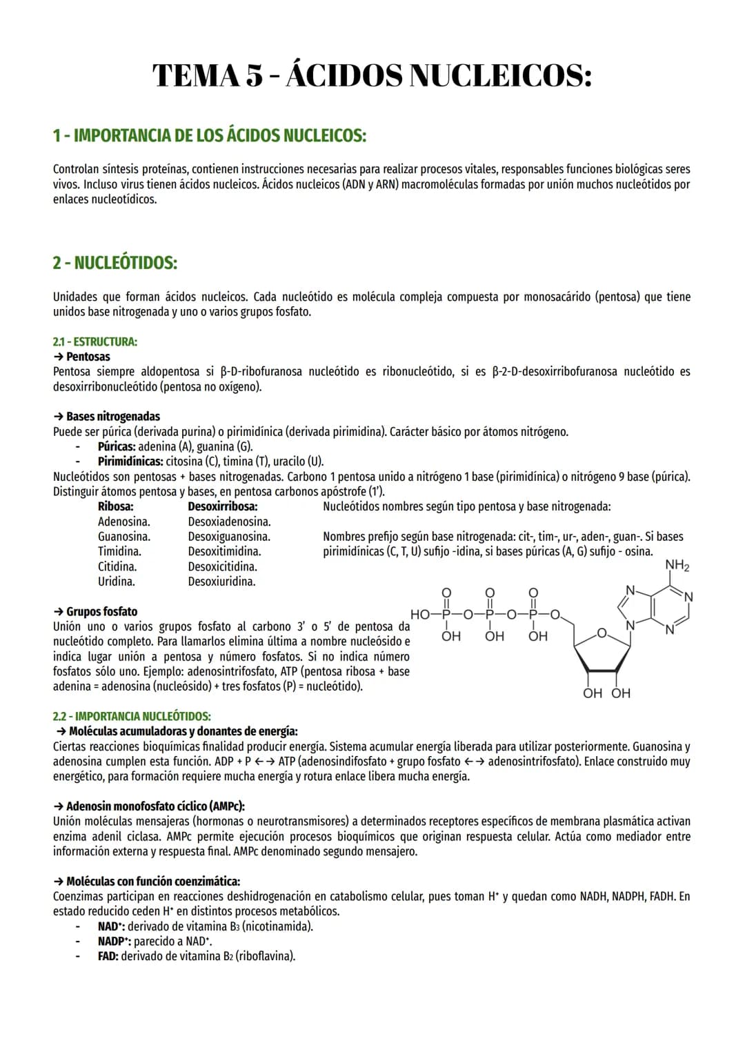 1-IMPORTANCIA DE LOS ÁCIDOS NUCLEICOS:
Controlan síntesis proteínas, contienen instrucciones necesarias para realizar procesos vitales, resp
