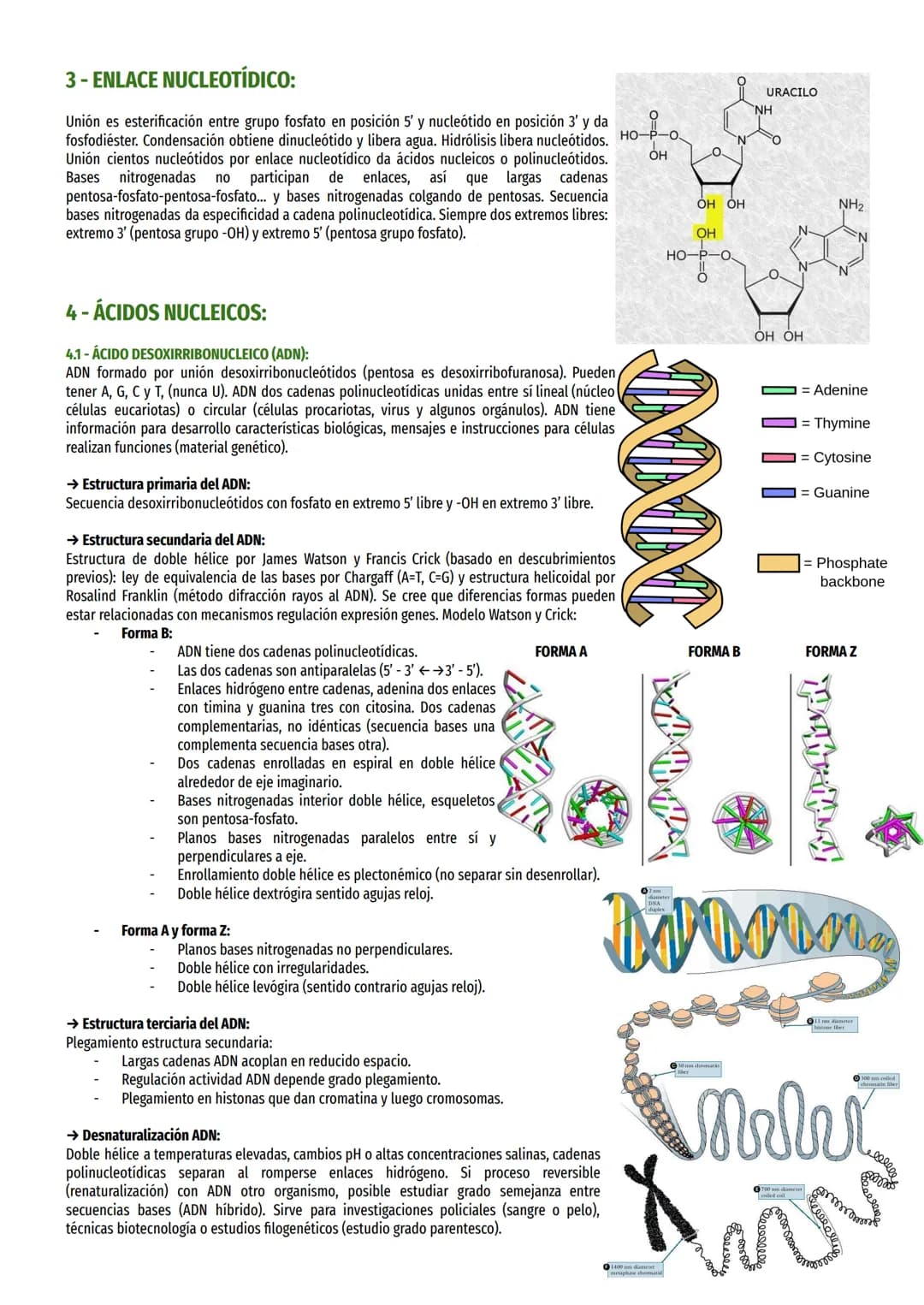 1-IMPORTANCIA DE LOS ÁCIDOS NUCLEICOS:
Controlan síntesis proteínas, contienen instrucciones necesarias para realizar procesos vitales, resp