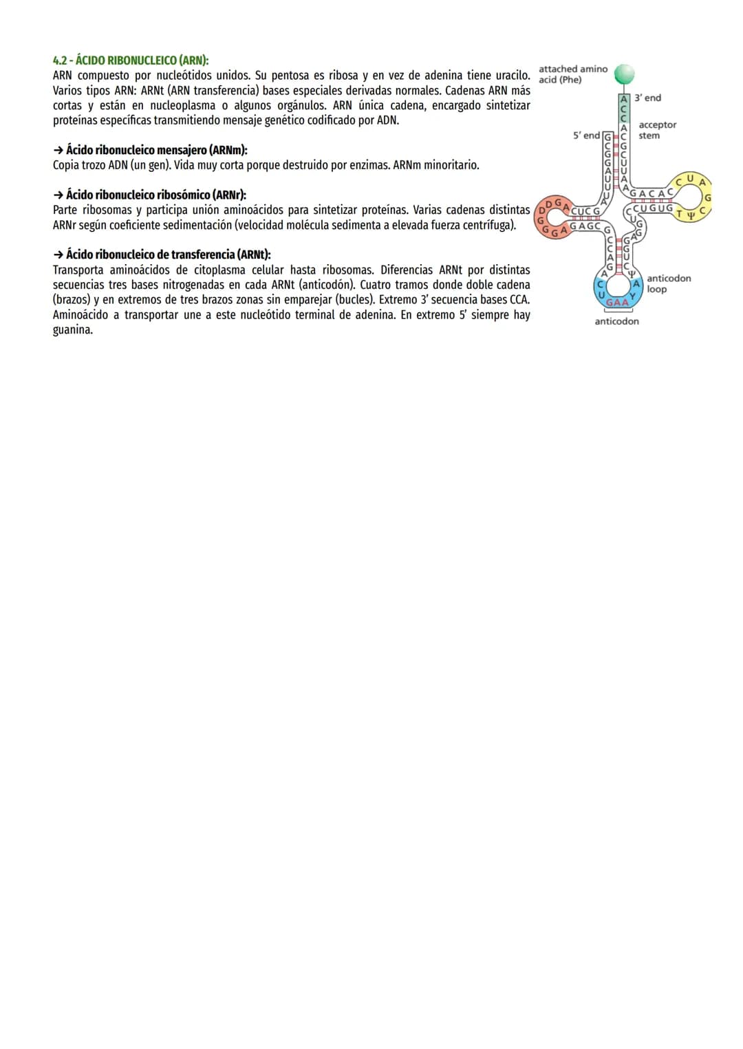 1-IMPORTANCIA DE LOS ÁCIDOS NUCLEICOS:
Controlan síntesis proteínas, contienen instrucciones necesarias para realizar procesos vitales, resp