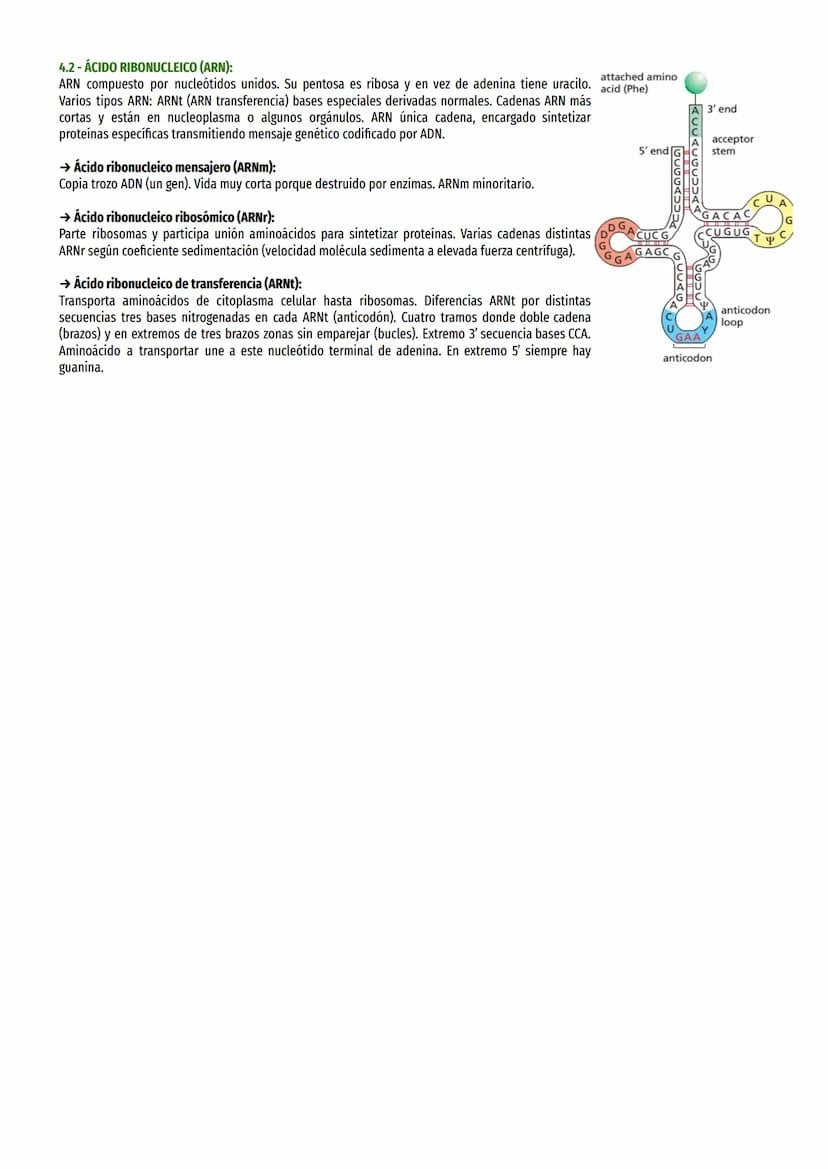 1-IMPORTANCIA DE LOS ÁCIDOS NUCLEICOS:
Controlan síntesis proteínas, contienen instrucciones necesarias para realizar procesos vitales, resp
