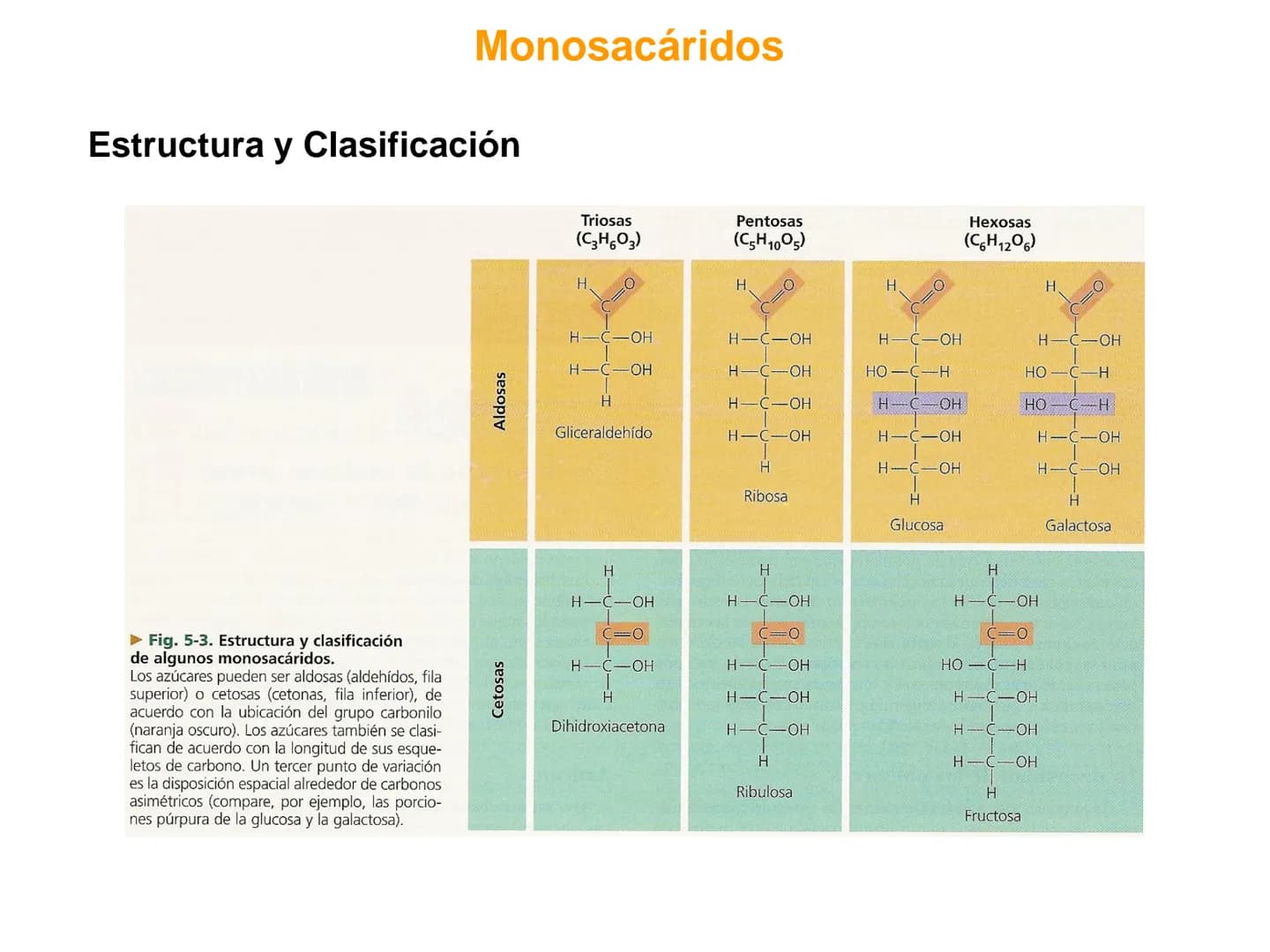Introducción
GLUCIDOS
También llamados hidratos de carbono o sacáridos
Contienen C, HY O
Químicamente son polihidroxialdehídos o polihidroxi