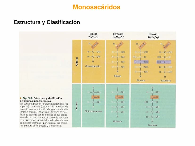 Introducción
GLUCIDOS
También llamados hidratos de carbono o sacáridos
Contienen C, HY O
Químicamente son polihidroxialdehídos o polihidroxi