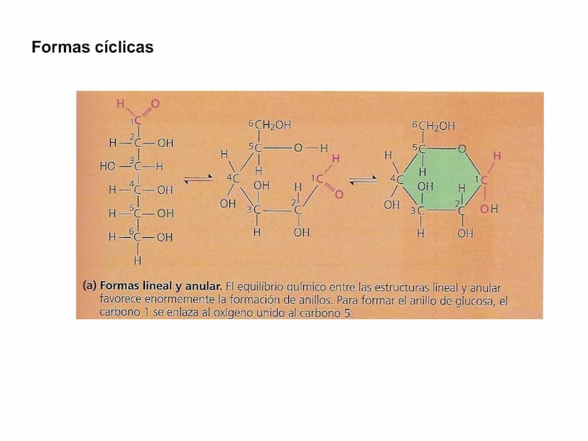 Introducción
GLUCIDOS
También llamados hidratos de carbono o sacáridos
Contienen C, HY O
Químicamente son polihidroxialdehídos o polihidroxi
