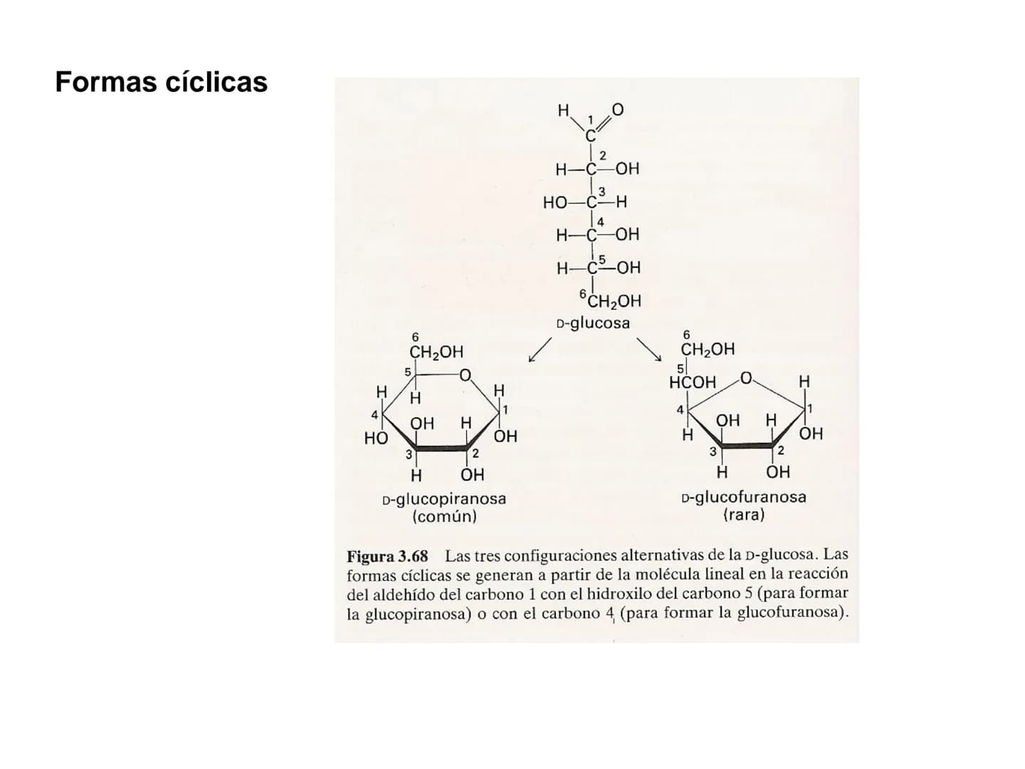 Introducción
GLUCIDOS
También llamados hidratos de carbono o sacáridos
Contienen C, HY O
Químicamente son polihidroxialdehídos o polihidroxi