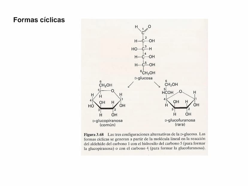 Introducción
GLUCIDOS
También llamados hidratos de carbono o sacáridos
Contienen C, HY O
Químicamente son polihidroxialdehídos o polihidroxi