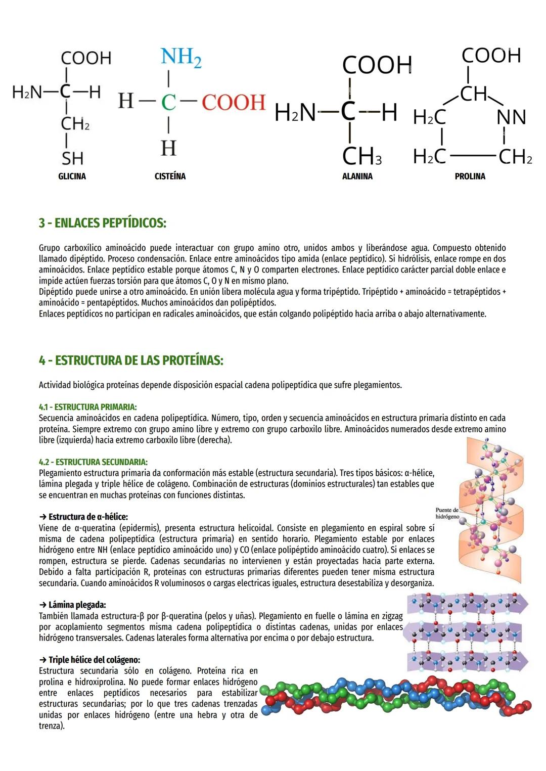 1- CARACTERÍSTICAS
GENERALES:
Proteínas son moléculas orgánicas más abundantes, 50% peso celular seco. Importancia por numerosas funciones b