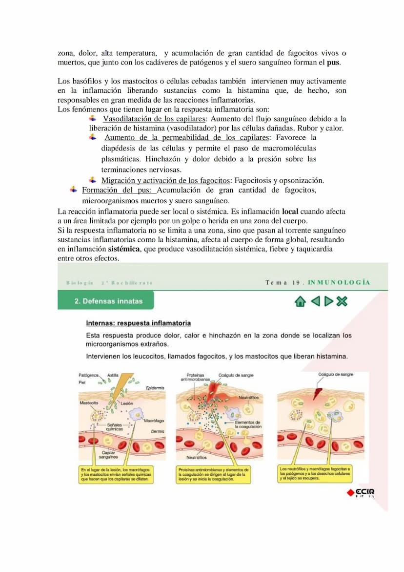 TEMA17: EL SISTEMA INMUNITARIO Y LA
INMUNIDAD
Mecanismos de defensa orgánica.
1.- Inespecíficos: Externos: componentes (piel y mucosas) y mo