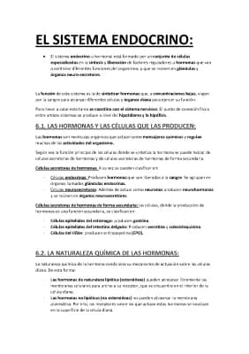 Know EL SISTEMA ENDOCRINO thumbnail