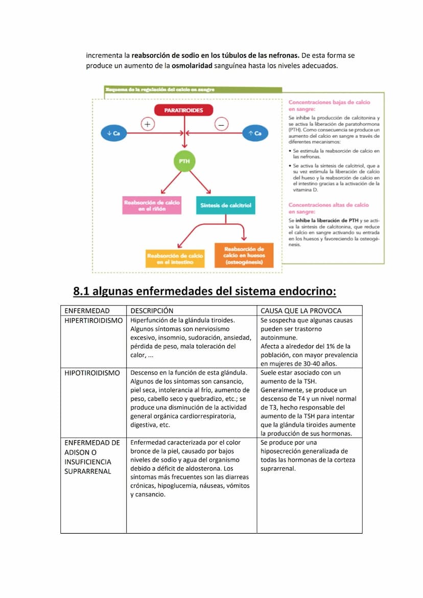 EL SISTEMA ENDOCRINO:
El sistema endocrino u hormonal está formado por un conjunto de células
especializadas en la síntesis y liberación de 