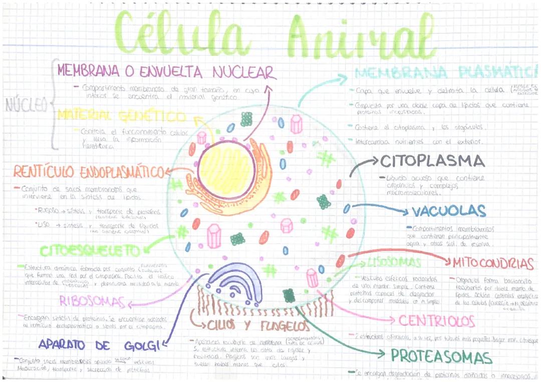 Célula animal
