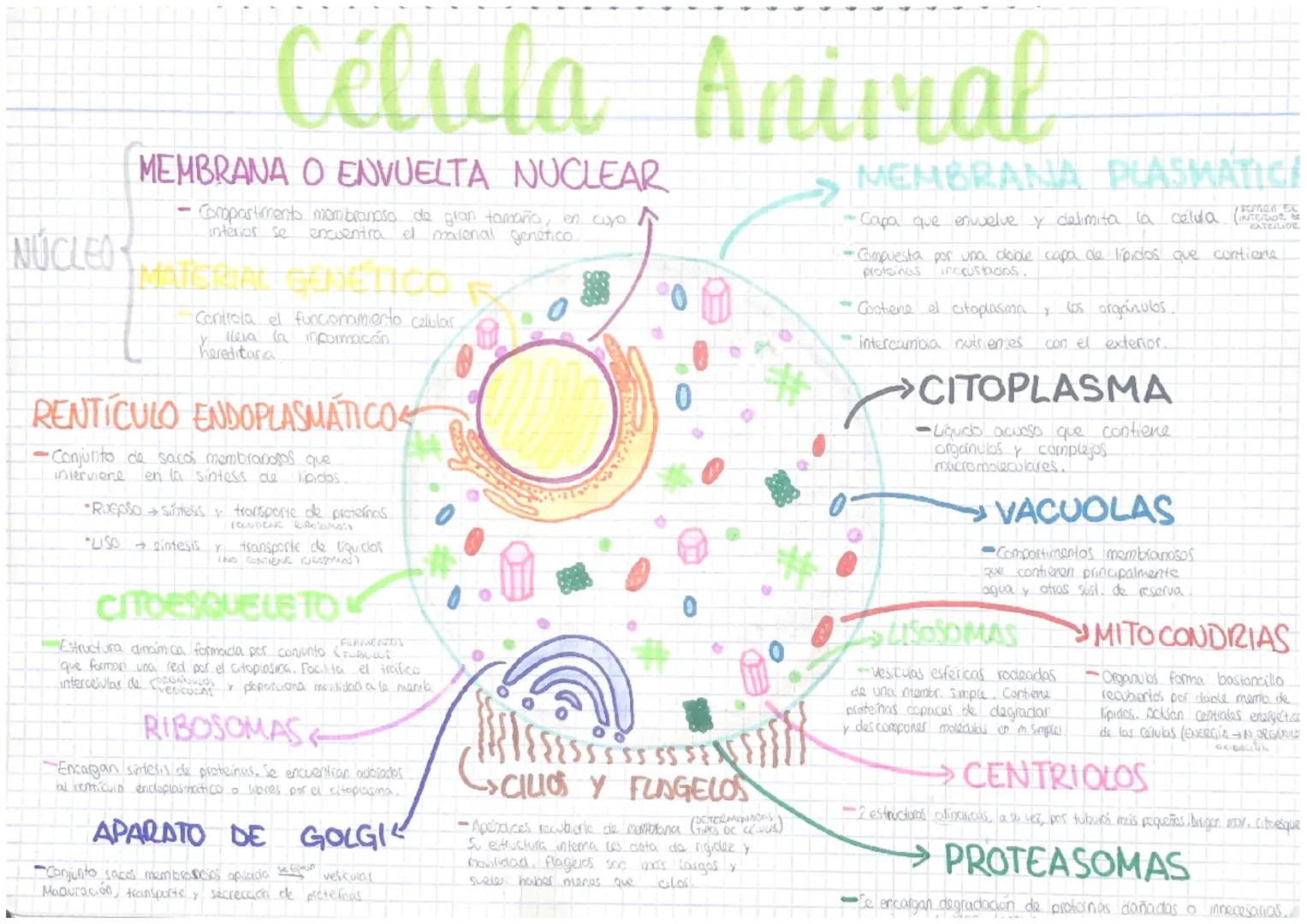 # Célula Animal

NÚCLEO

MEMBRANA O ENVUELTA NUCLEAR

- Corppastimento membranosa de gran tamaño, en curo
interior se encuentra el marenal g