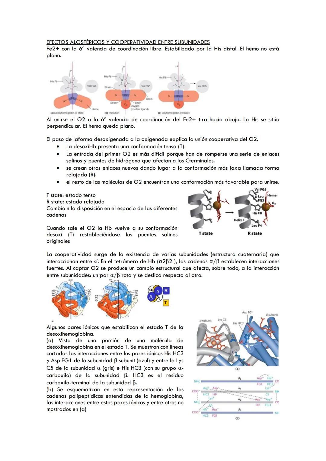 # TEMA 4. MIOGLOBINA Y HEMOGLOBINA. ESTRUCTURA Y FUNCIÓN. CONCEPTO DE
ALOSTERISMO Y COOPERATIVIDAD. MODULACIÓN DE LA AFINIDAD DE LA HEMOGLOB