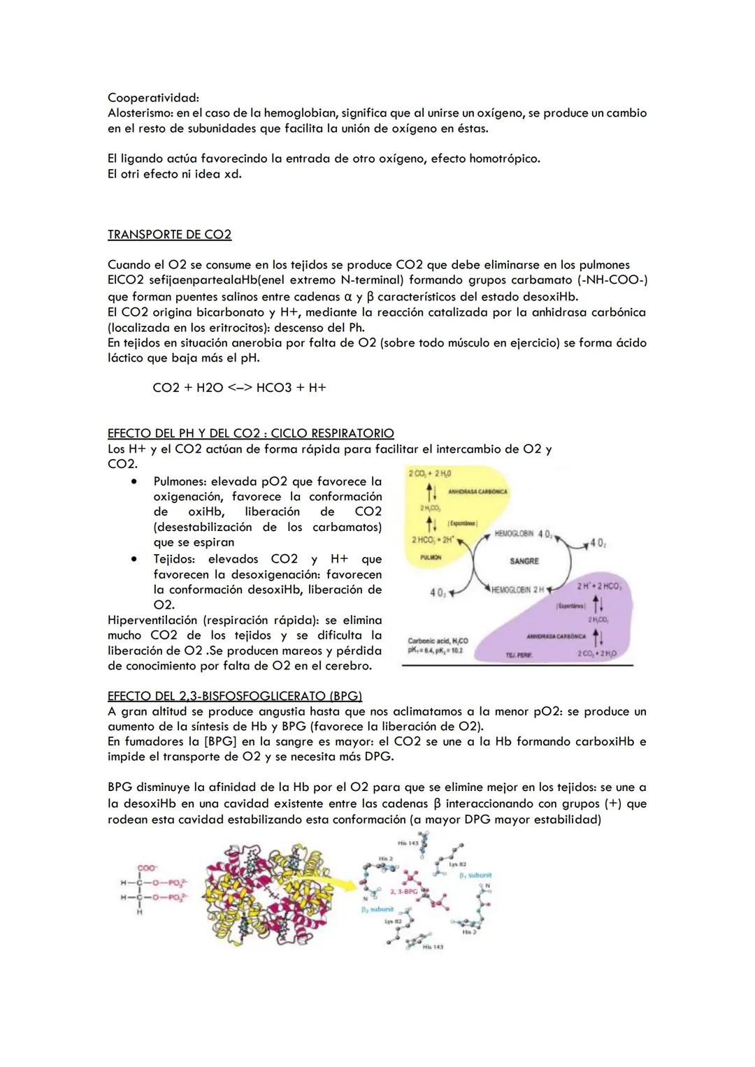 # TEMA 4. MIOGLOBINA Y HEMOGLOBINA. ESTRUCTURA Y FUNCIÓN. CONCEPTO DE
ALOSTERISMO Y COOPERATIVIDAD. MODULACIÓN DE LA AFINIDAD DE LA HEMOGLOB