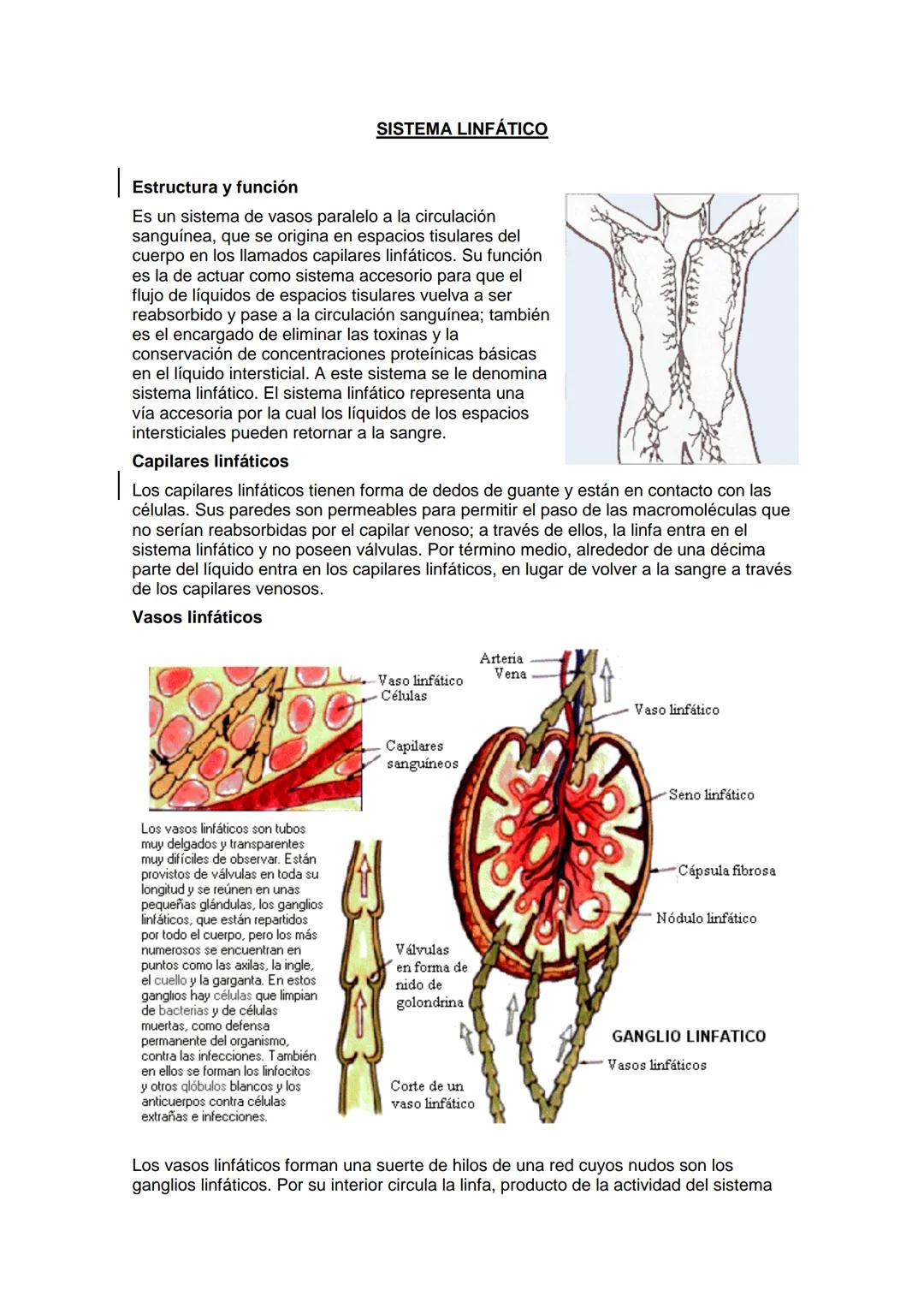 SISTEMA LINFÁTICO
Estructura y función
Es un sistema de vasos paralelo a la circulación
sanguínea, que se origina en espacios tisulares del
