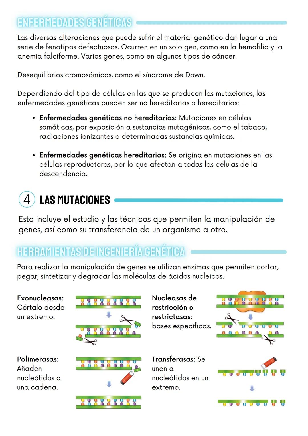 1
genética
ÁCIDOS NUCLÉICOS
molecular
ÁCIDO DESOXIRRIBONUCLEICO
Dobre hélice
de ADN
211
ADN de dobre DOGE
cadea
BOOE
BOGE
Esqueleto
de azucr