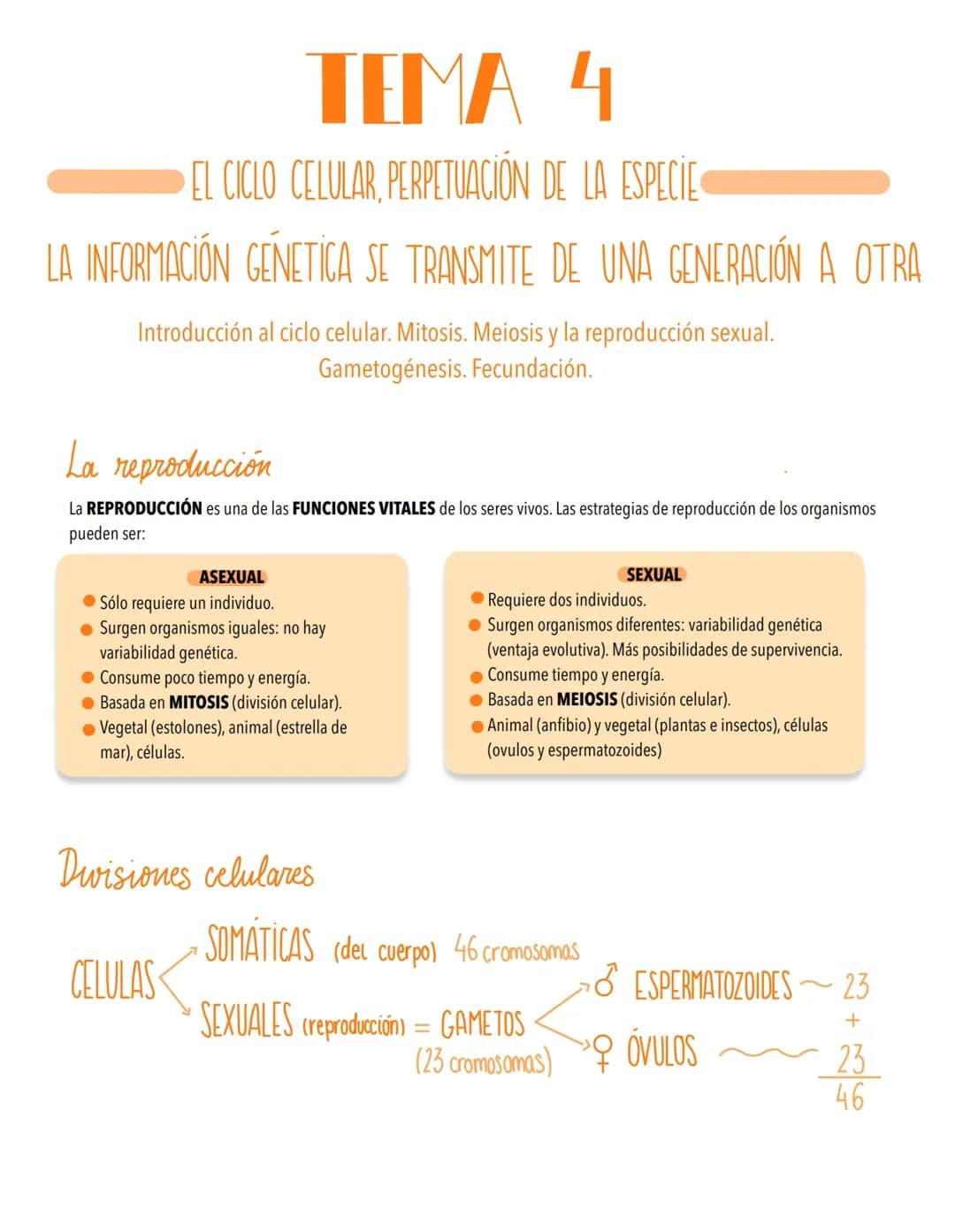 El ciclo celular, perpetuación de la especie. Información genética 