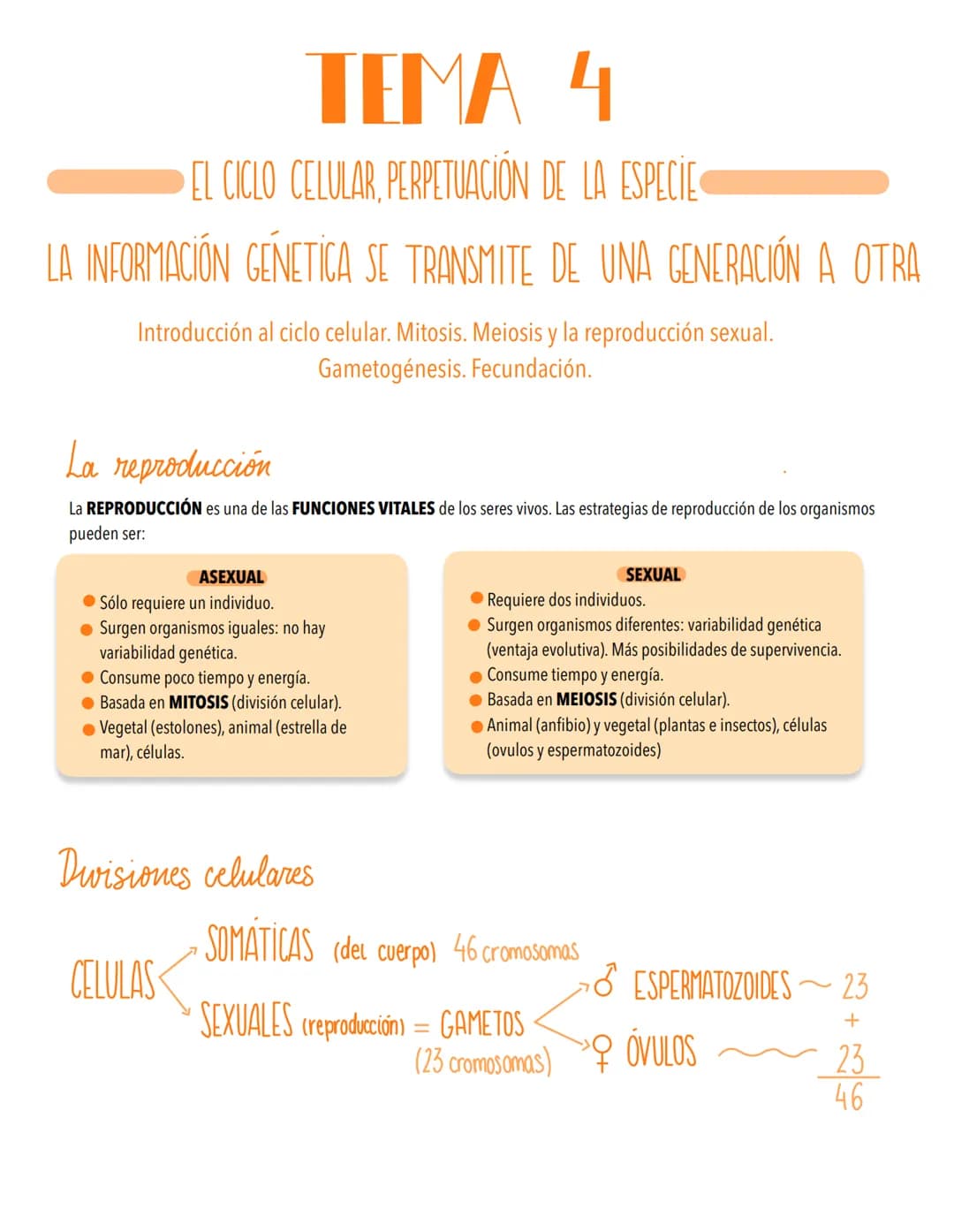 TEMA 4
EL CICLO CELULAR, PERPETUACIÓN DE LA ESPECIE
LA INFORMACIÓN GENETICA SE TRANSMITE DE UNA GENERACIÓN A OTRA
Introducción al ciclo celu