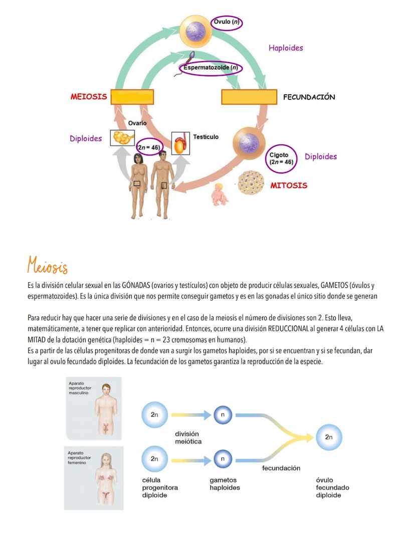 TEMA 4
EL CICLO CELULAR, PERPETUACIÓN DE LA ESPECIE
LA INFORMACIÓN GENETICA SE TRANSMITE DE UNA GENERACIÓN A OTRA
Introducción al ciclo celu