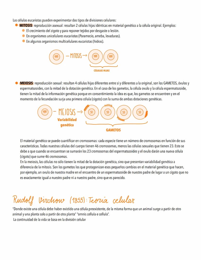 TEMA 4
EL CICLO CELULAR, PERPETUACIÓN DE LA ESPECIE
LA INFORMACIÓN GENETICA SE TRANSMITE DE UNA GENERACIÓN A OTRA
Introducción al ciclo celu