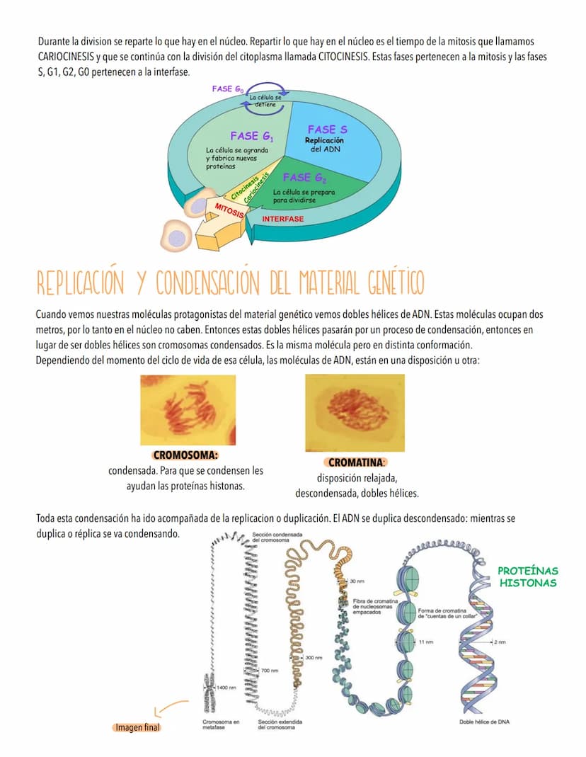 TEMA 4
EL CICLO CELULAR, PERPETUACIÓN DE LA ESPECIE
LA INFORMACIÓN GENETICA SE TRANSMITE DE UNA GENERACIÓN A OTRA
Introducción al ciclo celu