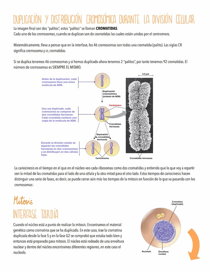 TEMA 4
EL CICLO CELULAR, PERPETUACIÓN DE LA ESPECIE
LA INFORMACIÓN GENETICA SE TRANSMITE DE UNA GENERACIÓN A OTRA
Introducción al ciclo celu