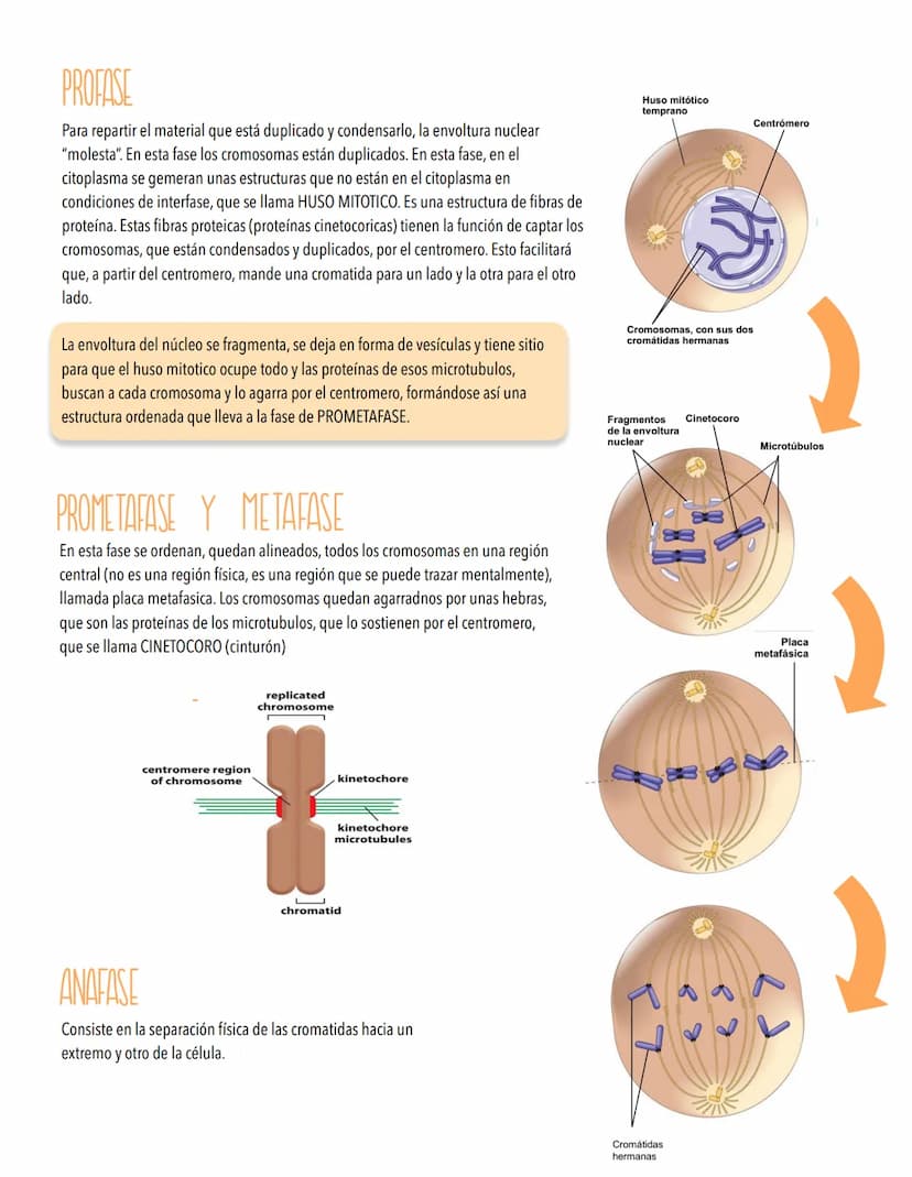 TEMA 4
EL CICLO CELULAR, PERPETUACIÓN DE LA ESPECIE
LA INFORMACIÓN GENETICA SE TRANSMITE DE UNA GENERACIÓN A OTRA
Introducción al ciclo celu