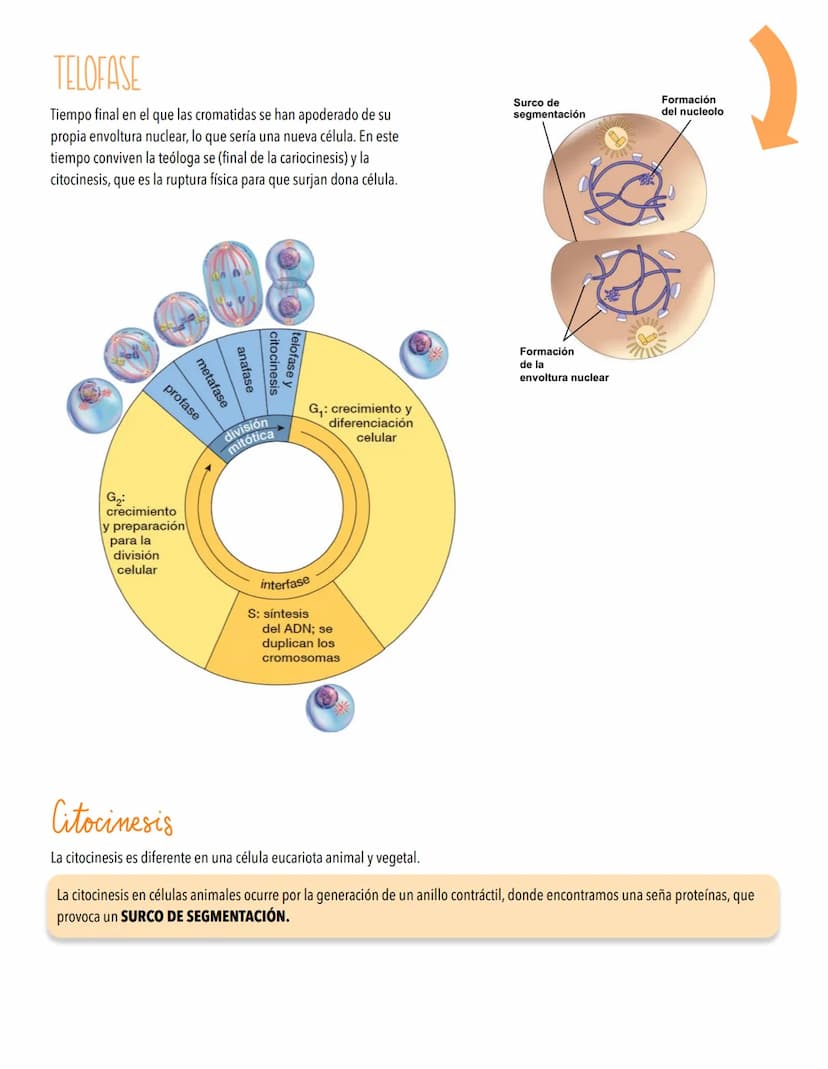 TEMA 4
EL CICLO CELULAR, PERPETUACIÓN DE LA ESPECIE
LA INFORMACIÓN GENETICA SE TRANSMITE DE UNA GENERACIÓN A OTRA
Introducción al ciclo celu