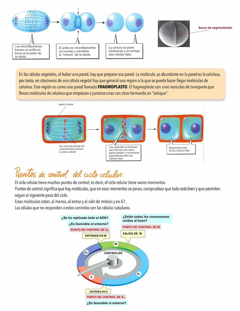 TEMA 4
EL CICLO CELULAR, PERPETUACIÓN DE LA ESPECIE
LA INFORMACIÓN GENETICA SE TRANSMITE DE UNA GENERACIÓN A OTRA
Introducción al ciclo celu