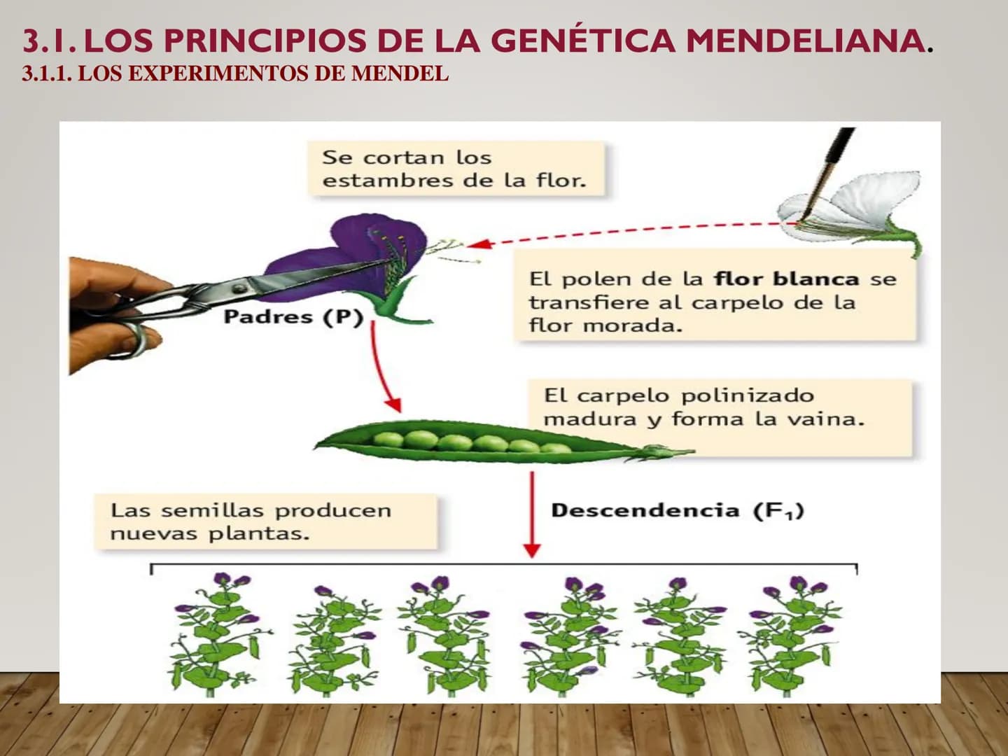 UNIDAD N° 3. LA HERENCIA GENÉTICA. 3.1. LOS PRINCIPIOS DE LA GENÉTICA MENDELIANA.
•La genética
Bateson, en 1906, fue el primero que se refir