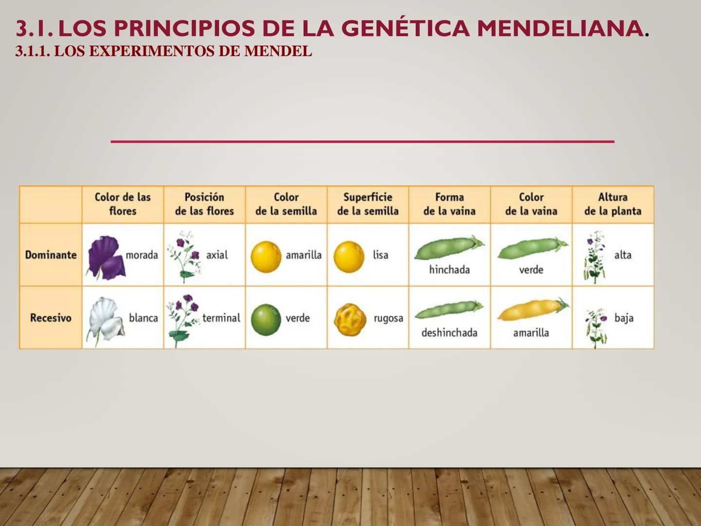 UNIDAD N° 3. LA HERENCIA GENÉTICA. 3.1. LOS PRINCIPIOS DE LA GENÉTICA MENDELIANA.
•La genética
Bateson, en 1906, fue el primero que se refir