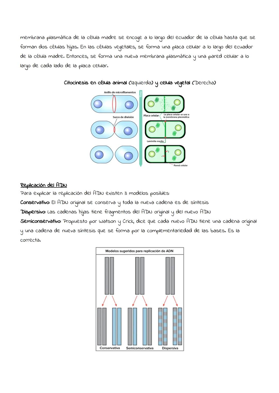 Reproducción
celular:
Mitosis
y
meiosis Reproducción celular
Es el proceso por el que una célula (llamada célula madre) da lugar a dos o más