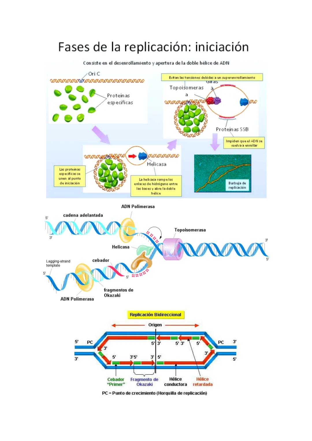 Reproducción
celular:
Mitosis
y
meiosis Reproducción celular
Es el proceso por el que una célula (llamada célula madre) da lugar a dos o más