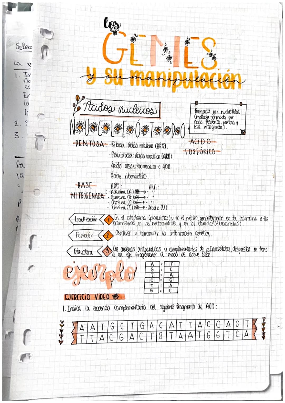 Selea
و دة ا
la e
1. Iv
no
2. §
3.
Da
la
O
J
P
f
r
GENES
y su manipulacion
Acidos nucleicos
DENTOSA Ribosa: ácido nocleico (ARM).
·Pesoxirib