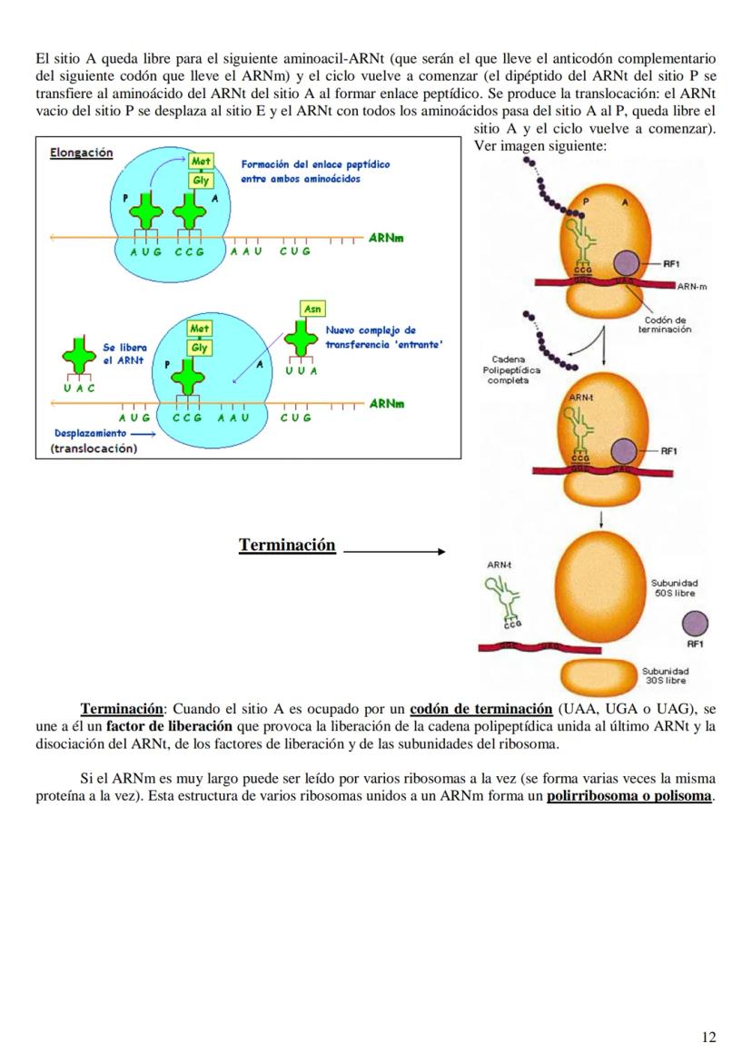 
<h2 id="labasemoleculardelaherenciaen2bachillerato">La base molecular de la herencia en 2º bachillerato</h2>
<h3 id="qusonlasbasesmolecular