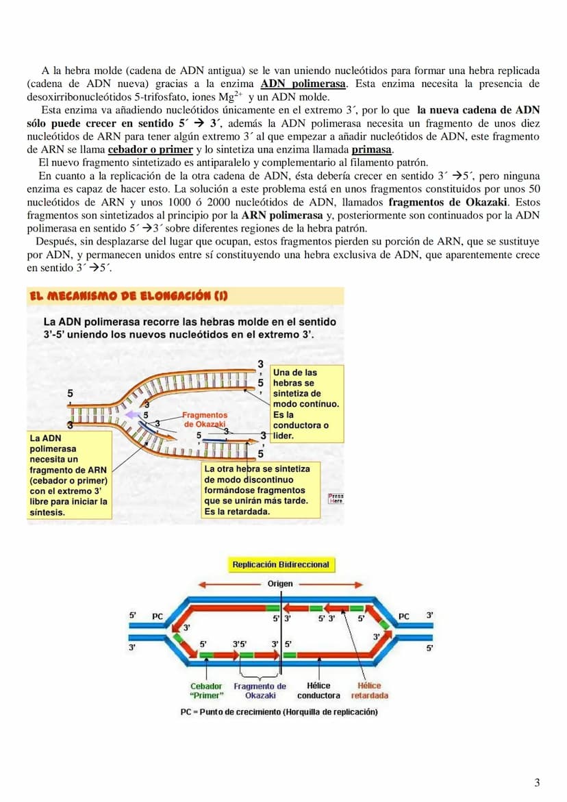 
<h2 id="labasemoleculardelaherenciaen2bachillerato">La base molecular de la herencia en 2º bachillerato</h2>
<h3 id="qusonlasbasesmolecular